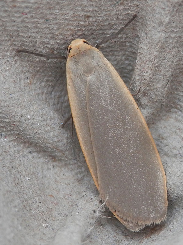 Eilema griseola 
